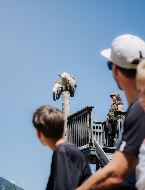 Ein Geier sitzt auf einem hohen Pfahl, während ein Tierpfleger in der Nähe auf einer Holzplattform steht und die Menschen an diesem sonnigen Tag von unten zuschauen.
